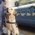 Al via le selezioni per i corsi cinofili antidroga e antiesplosivo della Polizia di Stato: domande entro il 18 maggio 2026