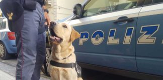 Al via le selezioni per i corsi cinofili antidroga e antiesplosivo della Polizia di Stato: domande entro il 18 maggio 2026