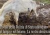 I cavalli della Polizia affondano nel fango e nel letame. La denuncia del COISP sui quotidiani e le Agenzie